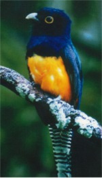 Violaceous Trogon