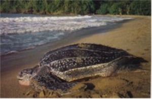 Giant Leatherback Turtle, world's largest turtle