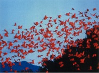 Scarlet Ibis at Caroni Bird Sanctuary / Trinidad