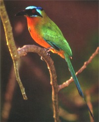 Blue-Crowned Motmot / Tobago