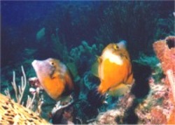 White Spotted Filefish rising from coral