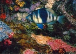 Indigo Barred Hamlet gliding through coral